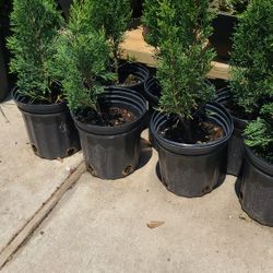 Italianos Cypress 1gallon 2ft Tall