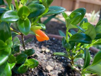 Goldfish Plant Nematanthus Gregarius Flowering Plant Houseplant in 6” Gray Plastic Planter