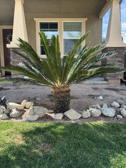 Palm For Sale