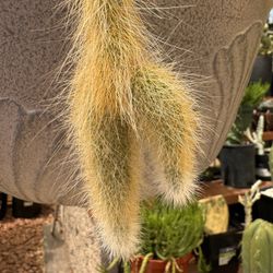 🌵 Rooted Monkey Tail Cactus With Several Arms 🌵 
