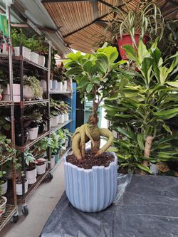 Ginseng Ficus Bonsai Tree 