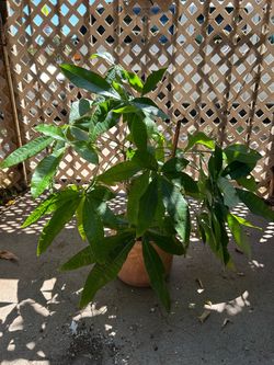 Money tree stump 8in