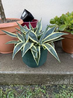 Variegated Agave Pot With 6-8 Plants