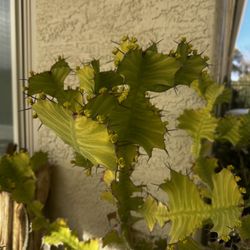 4.5’ Euphorbia Grandicornis (Cow’s Horn Cactus) 