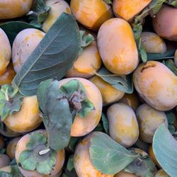 Persimmon Fruit Smsweet And Crunchy 