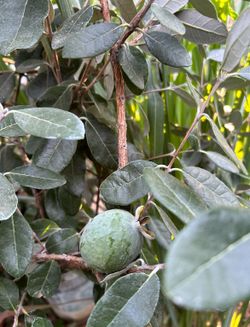 Pineapple guava (feijoa) tree: it is ready to bear fruit.