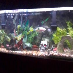Entire Fish Tank W/Fish and Stamd