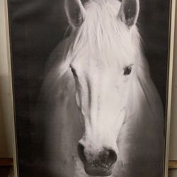 Horse Frame