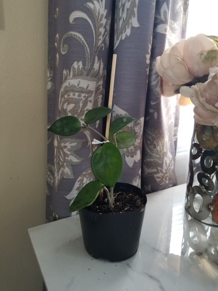 House plant