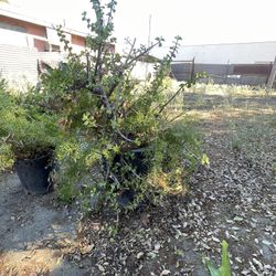 Plant