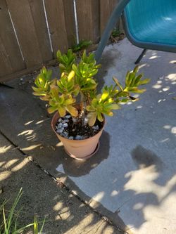 Succulent plant