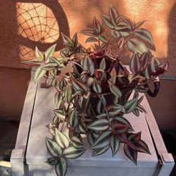 Healthy Plant For Sale 