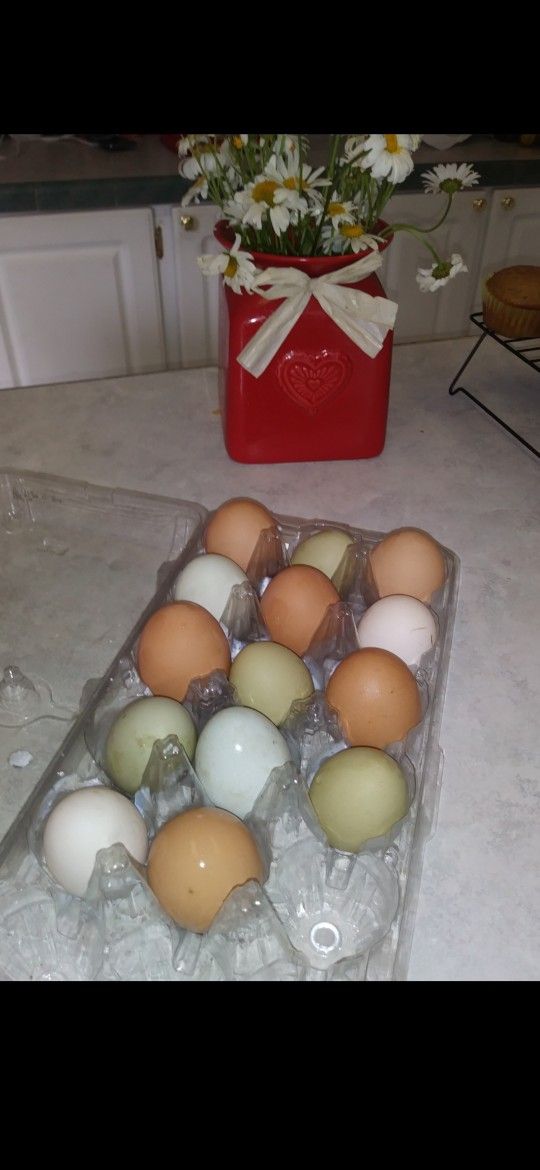 Fresh Eggs! Eating or Hatching.