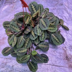 6”red maranta
