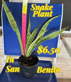 Plant for sale , Snake plant
