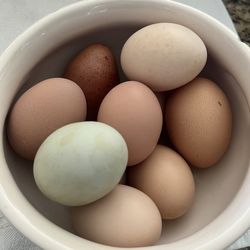 Farm fresh eggs