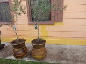 Olivos