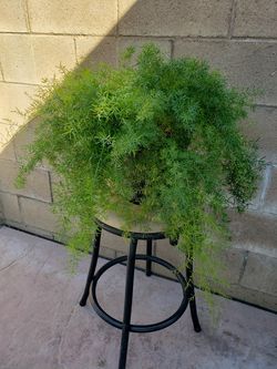real green plant