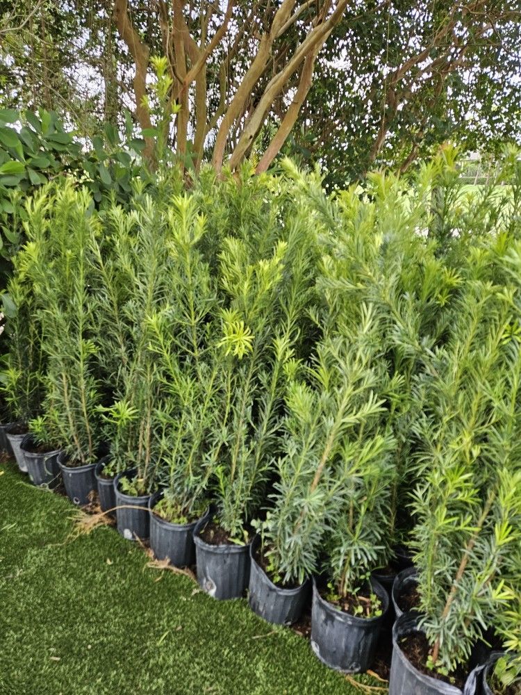 podocarpus Only$10 4 feet tall Instant Privacy Hedge For Fence
