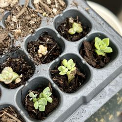 Baby Succulents- Watch Them Grow Satisfaction 