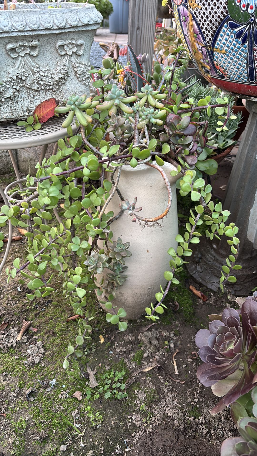 SUCCULENT ARRANGEMENT
