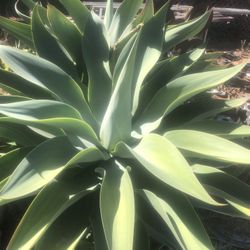 Giant Agave