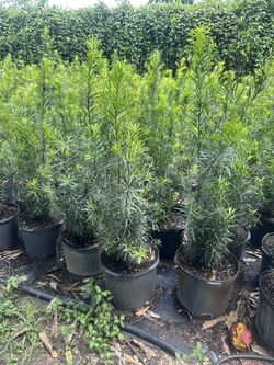 Podocarpus 3gal