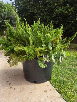 Big fern Plant