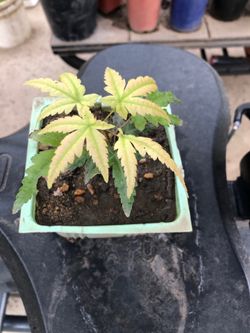 Japanese Maple Tree