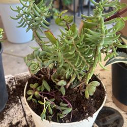 Succulents Plants