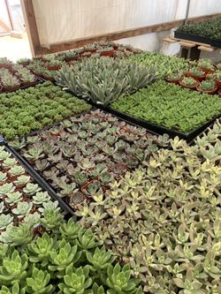Succulents $1 Each 2” Pot