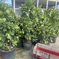 15 Gallon Clusia $70 Each 5 Ft Tall Only 10 Left 