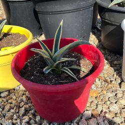 American Agave Succulent