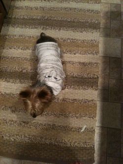 Mummy dog costume