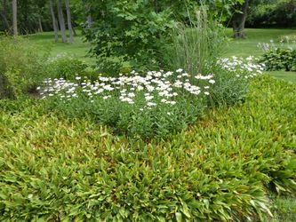 Shasta Daisy Perennials, Leucanthemum, Established Clumps, Dig-Your-Own
