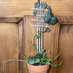 Miniature Pot And String Of Heart Plant 
