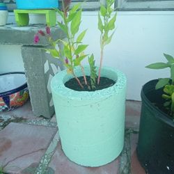 Blue Vace N Floswers 