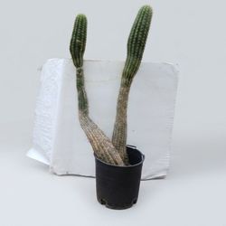 Cactus/Succulent SEE OTHER OFFERS 