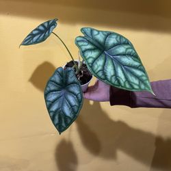 4” Alocasia Dragon Scale