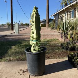 Montrose Totem Pole Cactus Plant