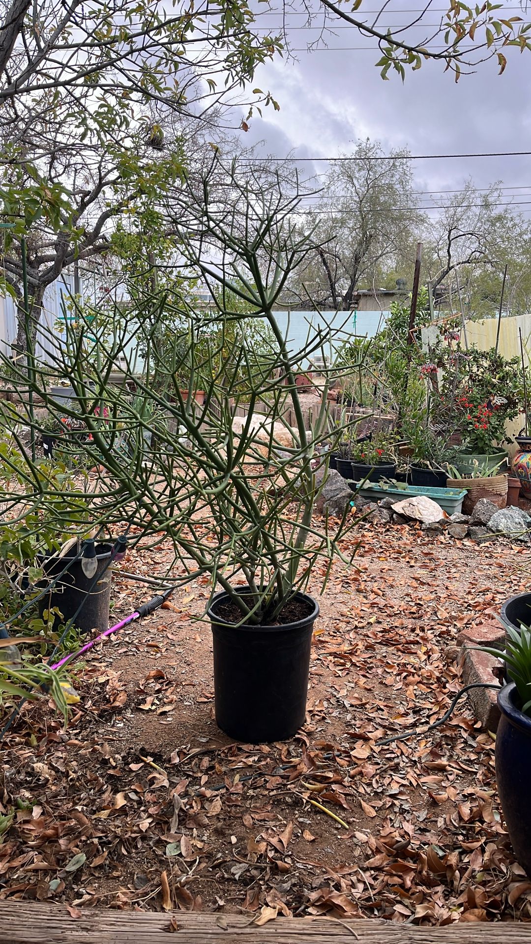 Fire Stick succulent Plant UV