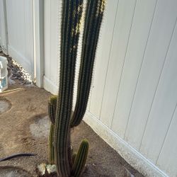 Argentine Cactus