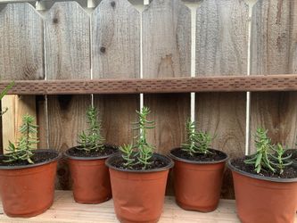 Miniature Pine Tree Succulent