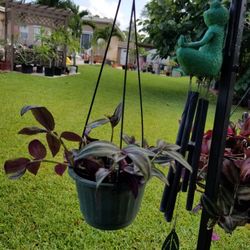 Small hanging plants (wondering, photos)
