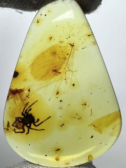 This exceptionally rare amber specimen from the Baltic region captures a dramatic moment frozen in time for over millions of years since the Jurassic 