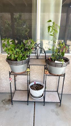 Plants stand with chili plant pots (read description)