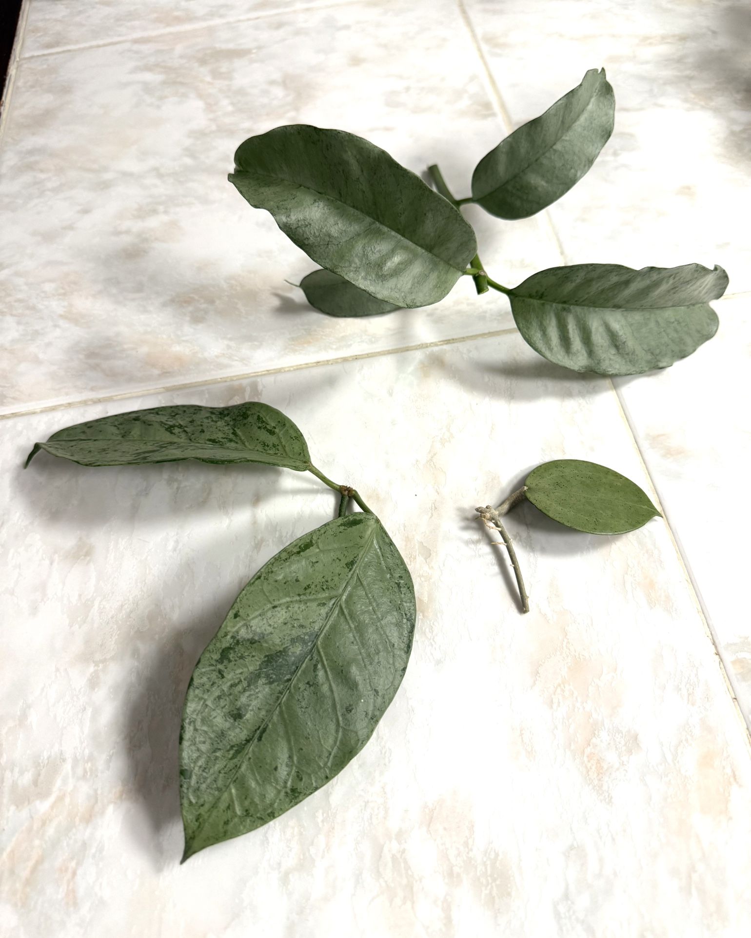 Hoya Silver Cuttings Bundle