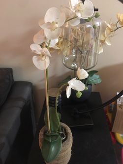 Orchid plant