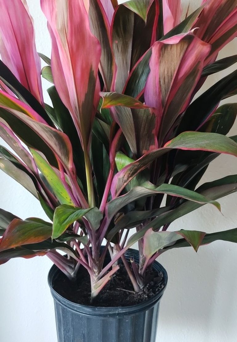 Indoor Plant 🍃 Cordyline Pink Flamingo Houseplant