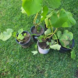 Plant